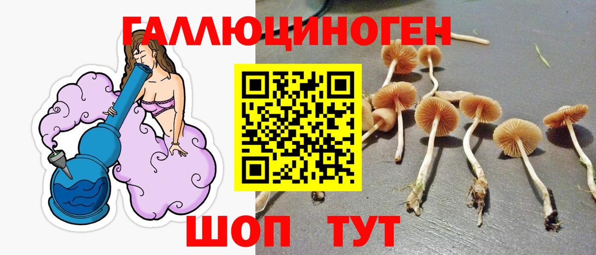 Псилоцибиновые грибы Psilocybe Губаха